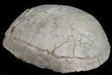 Nice, Fossil Tortoise (Stylemys) - South Dakota #50816-2